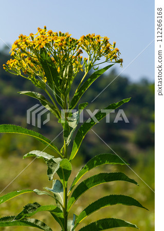 Senecio hydrophilus Nutt. wild yellow flowers, blooming weed plant in summer garden 112266168
