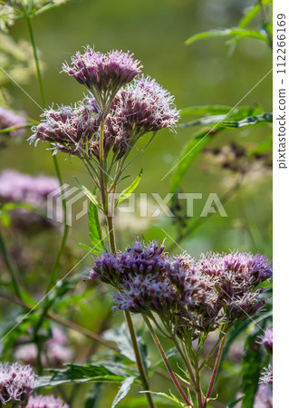 The view of Eupatorium fortunei floral plant blooming in the greenery The view of Eupatorium fortunei floral plant blooming in the greenery 112266169