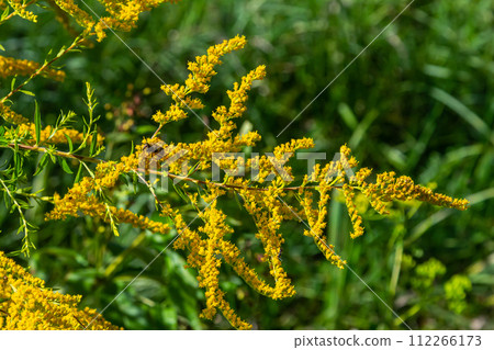 The wild flowers of Solidago altissima in autumn 112266173