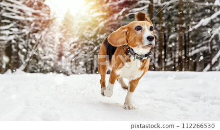 Beagle Dog Running in winter snowy forest at sunset 112266530