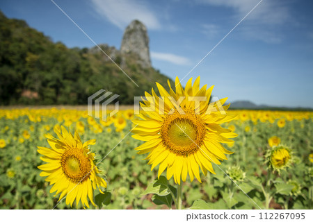 THAILAND LOPBURI SUNFLOWER FIELD THAILAND LOPBURI SUNFLOWER FIELD 112267095