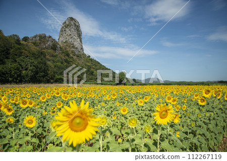 THAILAND LOPBURI SUNFLOWER FIELD THAILAND LOPBURI SUNFLOWER FIELD 112267119
