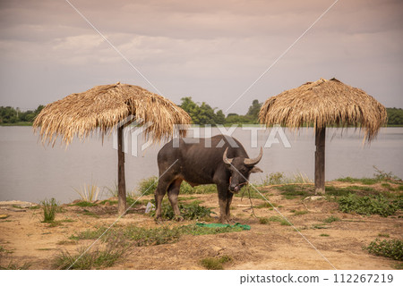 THAILAND LOPBURI WAT KHUNG THA LAO BEACH 112267219