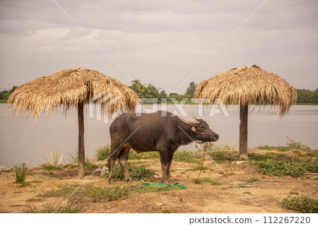 THAILAND LOPBURI WAT KHUNG THA LAO BEACH 112267220