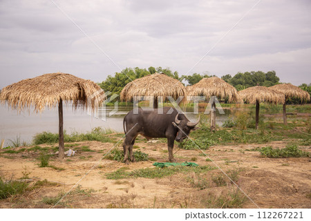 THAILAND LOPBURI WAT KHUNG THA LAO BEACH 112267221
