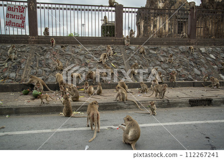 THAILAND LOPBURI MONKEY THAILAND LOPBURI MONKEY 112267241