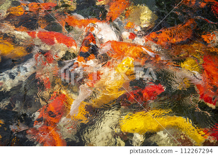 THAILAND SIRACHA WAT KHAO PHRA KHRU FISH 112267294