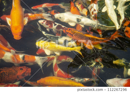 THAILAND SIRACHA WAT KHAO PHRA KHRU FISH 112267296