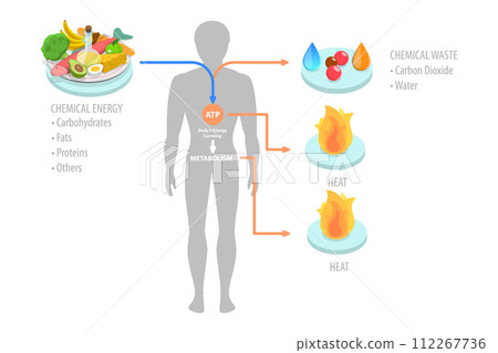 3D Isometric Flat Conceptual Illustration of Role Of ATP In Metabolism 3D Isometric Flat Conceptual Illustration of Role Of ATP In Metabolism 112267736
