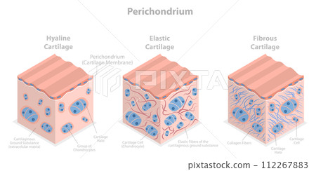 3D Isometric Flat  Conceptual Illustration of Perichondrium, Types of Cartilage 112267883