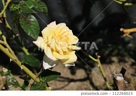 yellow rose piece yellow rose piece 112268023