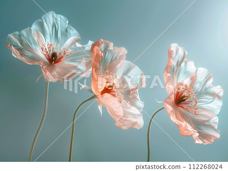 Three pink and white blossoms on a vibrant blue backdrop Three pink and white blossoms on a vibrant blue backdrop 112268024