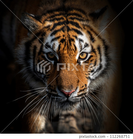 Close adult tiger portrait. Animal on dark background Close adult tiger portrait. Animal on dark background 112268751