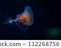 Vivid orange jellyfish with a ghostly glow and extended tentacles, floats in the deep blue sea. Orange Jellyfish with Extended Tentacles in Blue Water. 112268756