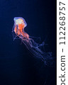 A single orange jellyfish glides elegantly through the dark blue waters of the ocean, with long trailing tentacles. Graceful Orange Jellyfish Floating in Darkness. 112268757