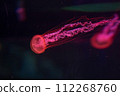 A glowing orange jellyfish suspended in the dark water of an aquarium with a mystical ambiance. Illuminated Jellyfish in Dark Aquarium. 112268760