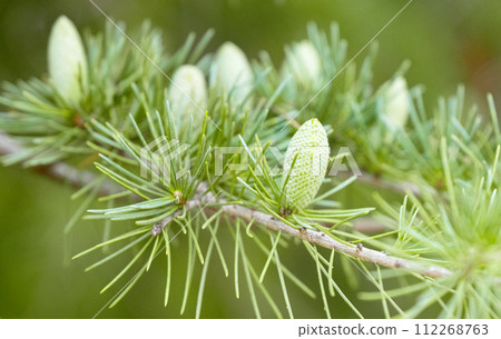 Himalayan cedar closeup Himalayan cedar closeup 112268763