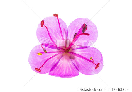 geranium flower isolated 112268824