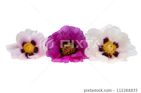 peony flower isolated peony flower isolated 112268835