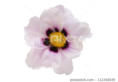 peony flower isolated peony flower isolated 112268836