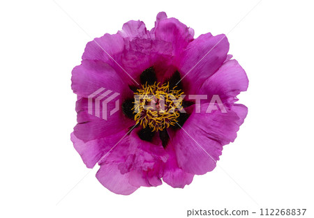 peony flower isolated 112268837
