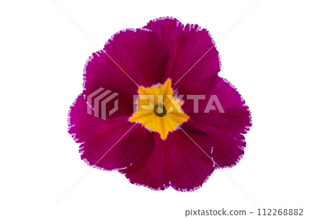 primrose isolated 112268882
