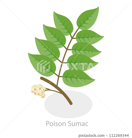 3D Isometric Flat Vector Illustration of Poison Ivy. Item 1 3D Isometric Flat Vector Illustration of Poison Ivy. Item 1 112269344