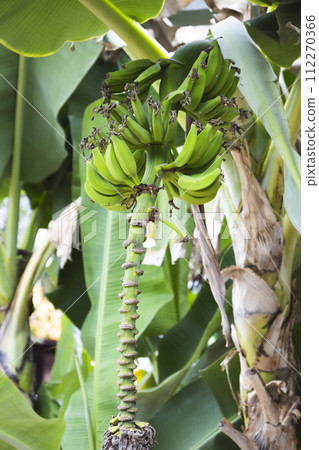 Immature bananas growing on a banana tree Immature bananas growing on a banana tree 112270366