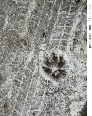 Melting dirty snow on the streets of the city during the daytime in winter. A large footprint of a domestic dog. Melting dirty snow on the streets of the city during the daytime in winter. A large footprint of a domestic dog. 112270880
