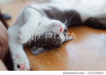 Cat sleeping on its back Cat sleeping on its back 112270920