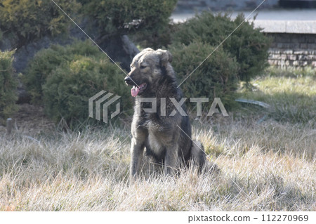group of happy dogs border collies sitting on the grass 112270969