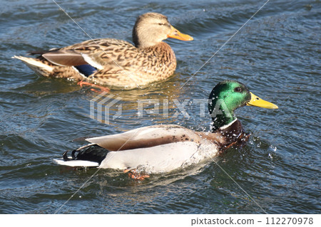 Duck with open wings on a pond. Duck flying over a pond. Duck with open wings. Wild duck. Wild Duck with open wings on a pond. Duck flying over a pond. Duck with open wings. Wild duck. Wild 112270978
