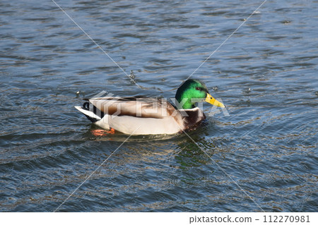 Duck with open wings on a pond. Duck flying over a pond. Duck with open wings. Wild duck. Wild 112270981