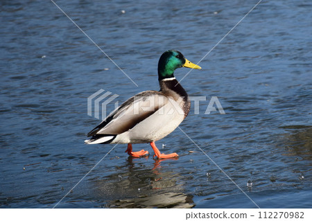 Duck with open wings on a pond. Duck flying over a pond. Duck with open wings. Wild duck. Wild 112270982