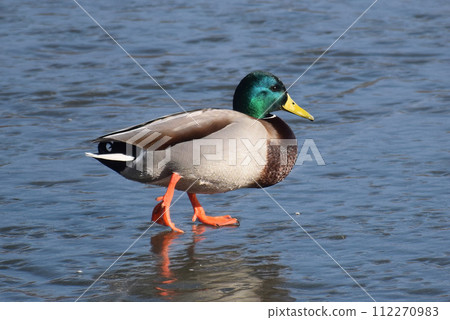 Duck with open wings on a pond. Duck flying over a pond. Duck with open wings. Wild duck. Wild 112270983
