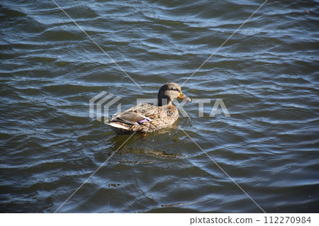 Duck with open wings on a pond. Duck flying over a pond. Duck with open wings. Wild duck. Wild Duck with open wings on a pond. Duck flying over a pond. Duck with open wings. Wild duck. Wild 112270984