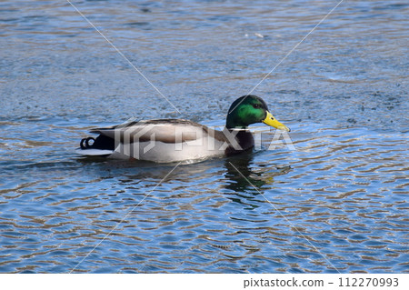 Duck with open wings on a pond. Duck flying over a pond. Duck with open wings. Wild duck. Wild 112270993