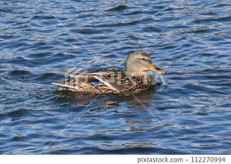 Duck with open wings on a pond. Duck flying over a pond. Duck with open wings. Wild duck. Wild 112270994