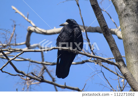 Black raven in moonlight perched on tree. Scary, creepy, gothic setting. Cloudy night. 112271002