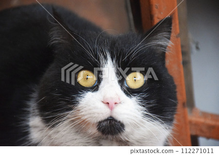 funny british shorthair cat portrait looking shocked or surprised on orange background 112271011