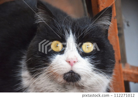 funny british shorthair cat portrait looking shocked or surprised on orange background funny british shorthair cat portrait looking shocked or surprised on orange background 112271012