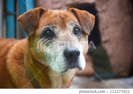 Dog jumping in the air, small orange fluffy dog on isolated backgroun, animals, pet, hungry, playing, puppy wanting food, puppy. 112271022
