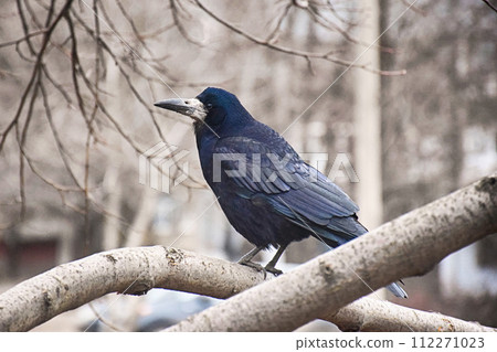 Common raven sitting on mossed branch in autumn Common raven sitting on mossed branch in autumn 112271023