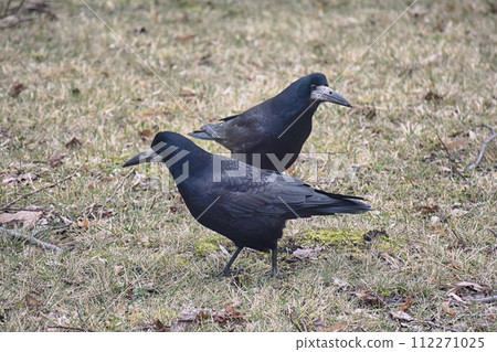 Common raven sitting on mossed branch in autumn Common raven sitting on mossed branch in autumn 112271025