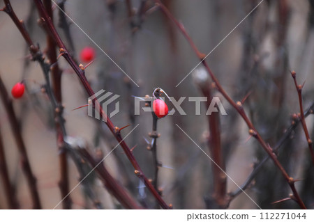 Cranberry wild. The bunch of red berries of cranberries in the fall in the swamp. Forest berries in the natural environment. Macro Cranberry wild. The bunch of red berries of cranberries in the fall in the swamp. Forest berries in the natural environment. Macro 112271044