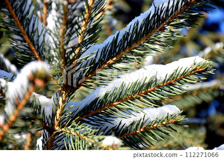 This Snow Covered Christmas Tree stands out brightly against the dark blue tones of this snow covered This Snow Covered Christmas Tree stands out brightly against the dark blue tones of this snow covered 112271066