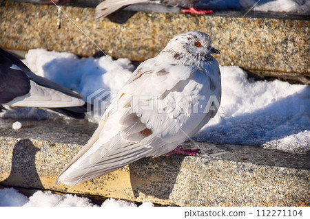 Front view of the face of Rock Pigeon face to face.Rock Pigeons crowd streets and public squares, living on discarded food and offerings 112271104