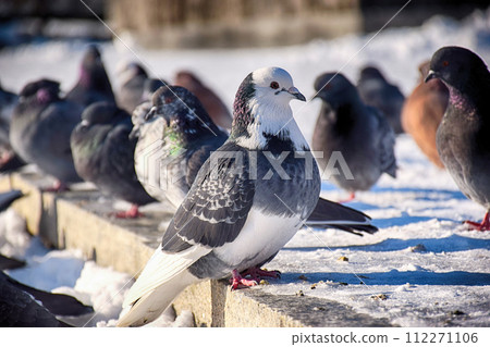 Racing Pigeon Columba livia domestica Adult,stray ,perched on 112271106