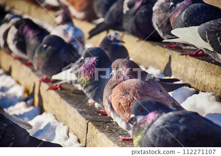 Racing Pigeon Columba livia domestica Adult,stray ,perched on 112271107