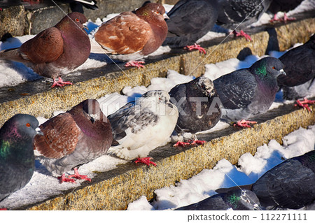 Racing Pigeon Columba livia domestica Adult,stray ,perched on 112271111